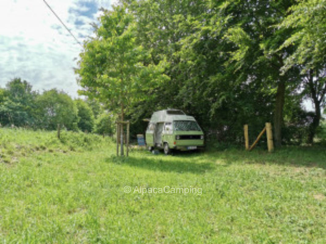 Obstwiese an der Issel #1