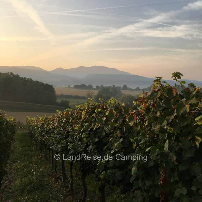 Winery in the sunny Markgräflerland region