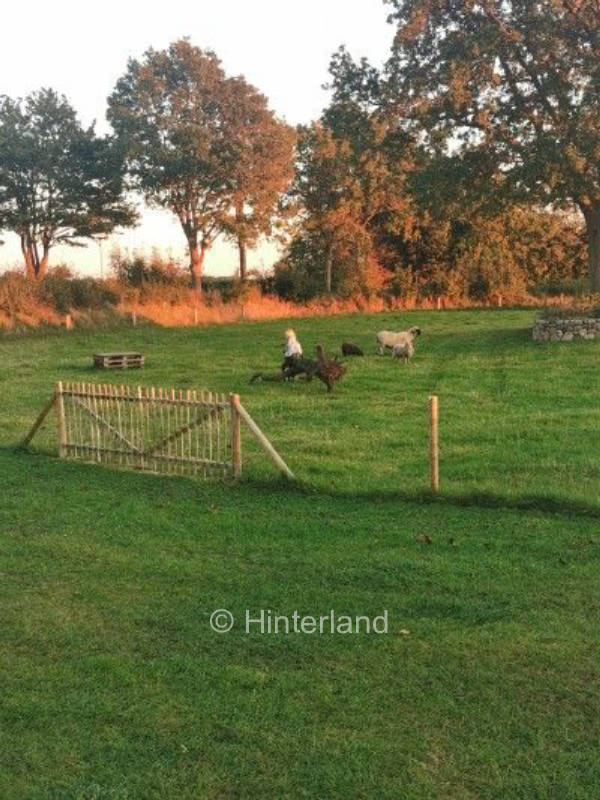 Auf der Schafweide in der schönen Treenelandschaft