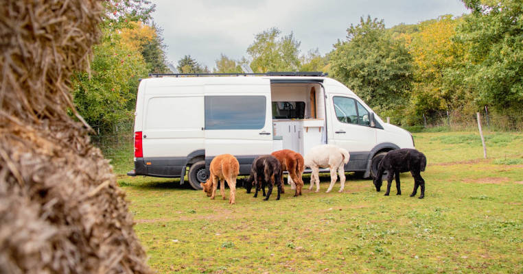 Im Kappesgarten der Alpakas