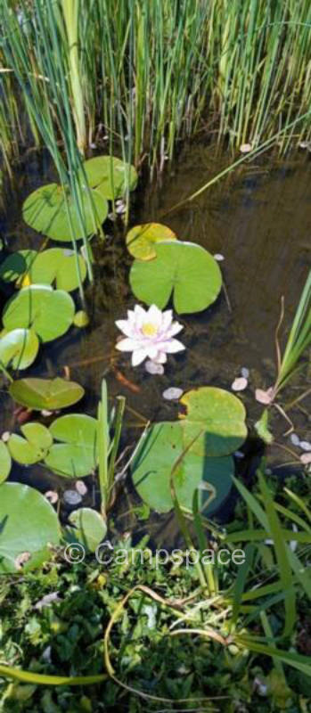 Bei Fuchsis Mandelbachtal