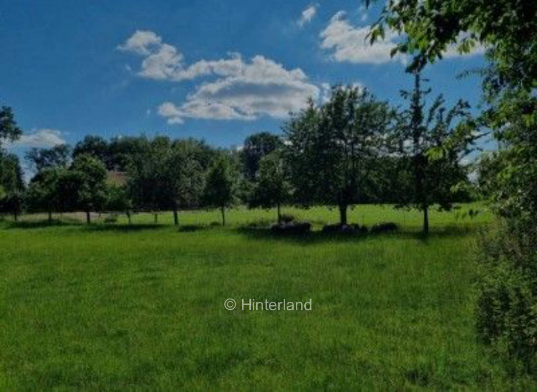 Obstwiese zwischen Eseln, Schafen und Kühen