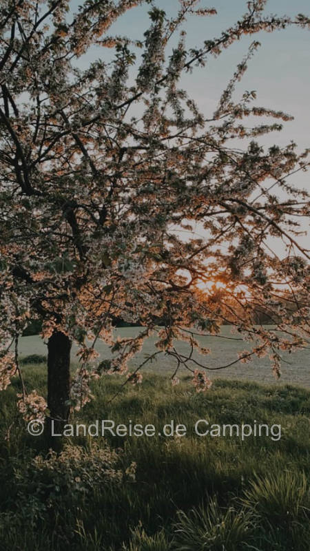 Camping in the middle of the fields of Hunsrück