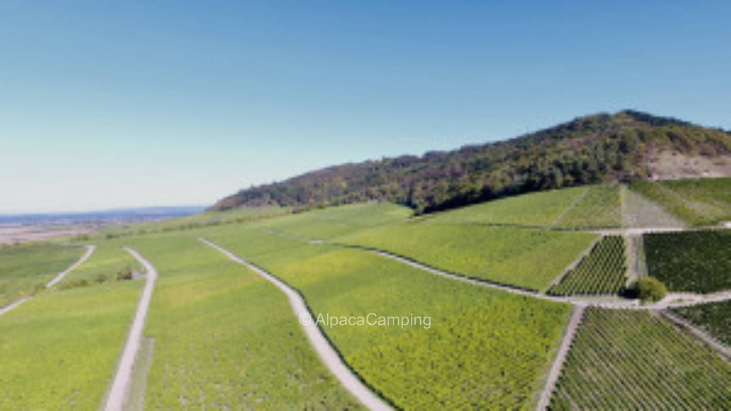 Im Weinberg mit Blick auf den Schwanberg