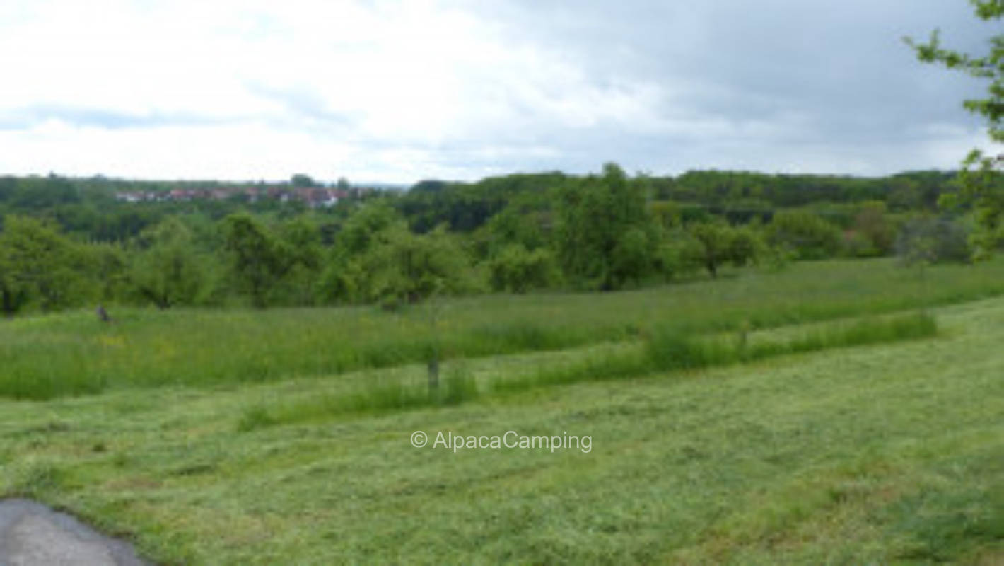 Organic orchard Rudersberg #3