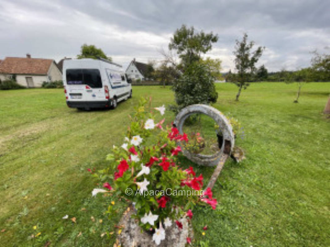 Auf unserer Blumenwiese hinterm Bauernhaus #3