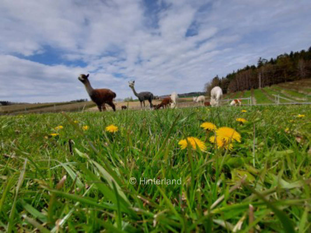 Alpaka/Lama/Wallaby-Winklhof  Apfel/Aroniaplantage, privater Stellplatz