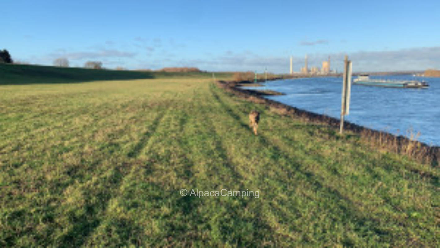 Auf einer Wiese umgeben von Felder am Naturschutzgebiet in Rheinnähe #1
