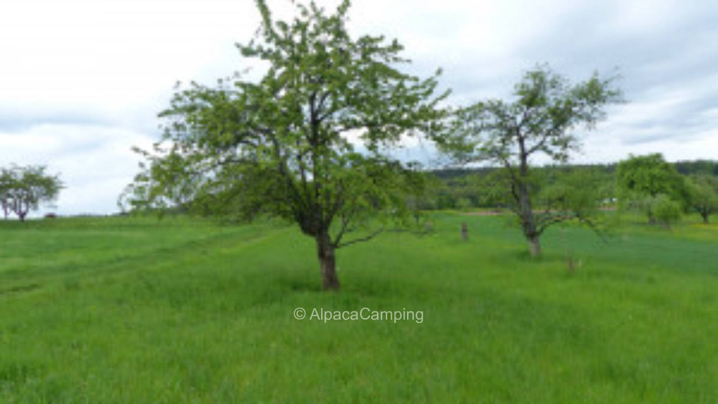 Organic orchard Berglener Höhe #3