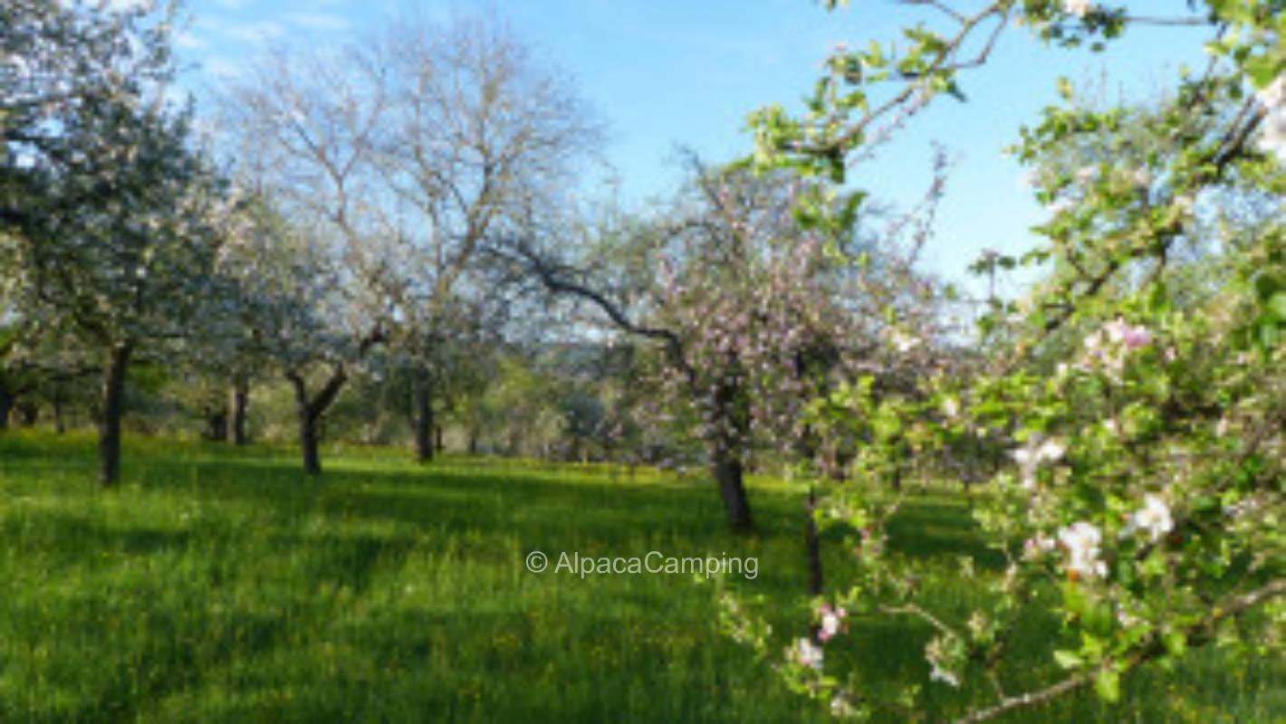 Weissach im Tal organic orchard #2