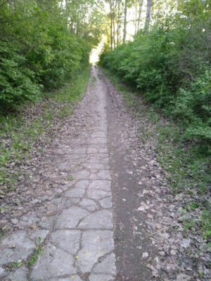 In the middle of nature between river and beavers
