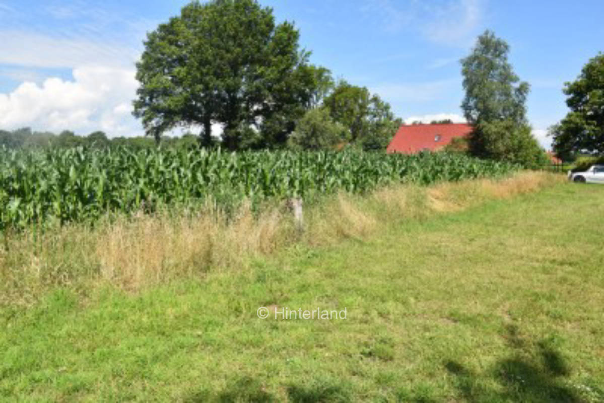 Idylle auf der Gänseblümchenwiese 