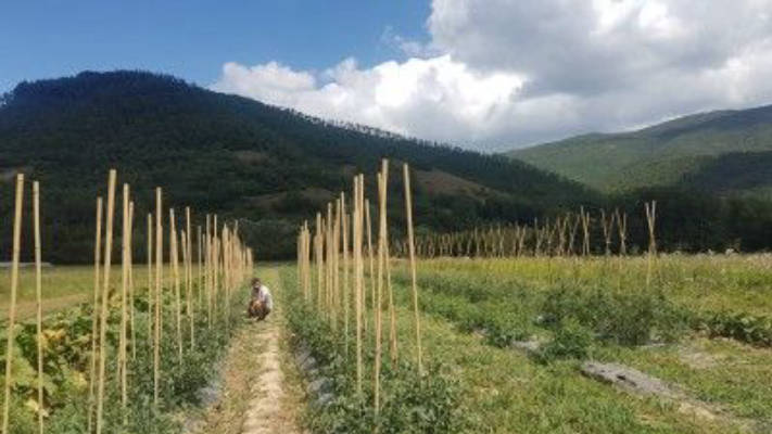Organic farm between mountains and river