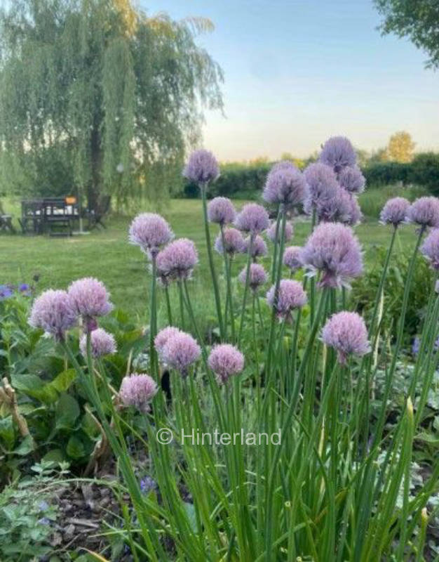 Camping am Hirschfeld Mecklenburgischen Seenplatte