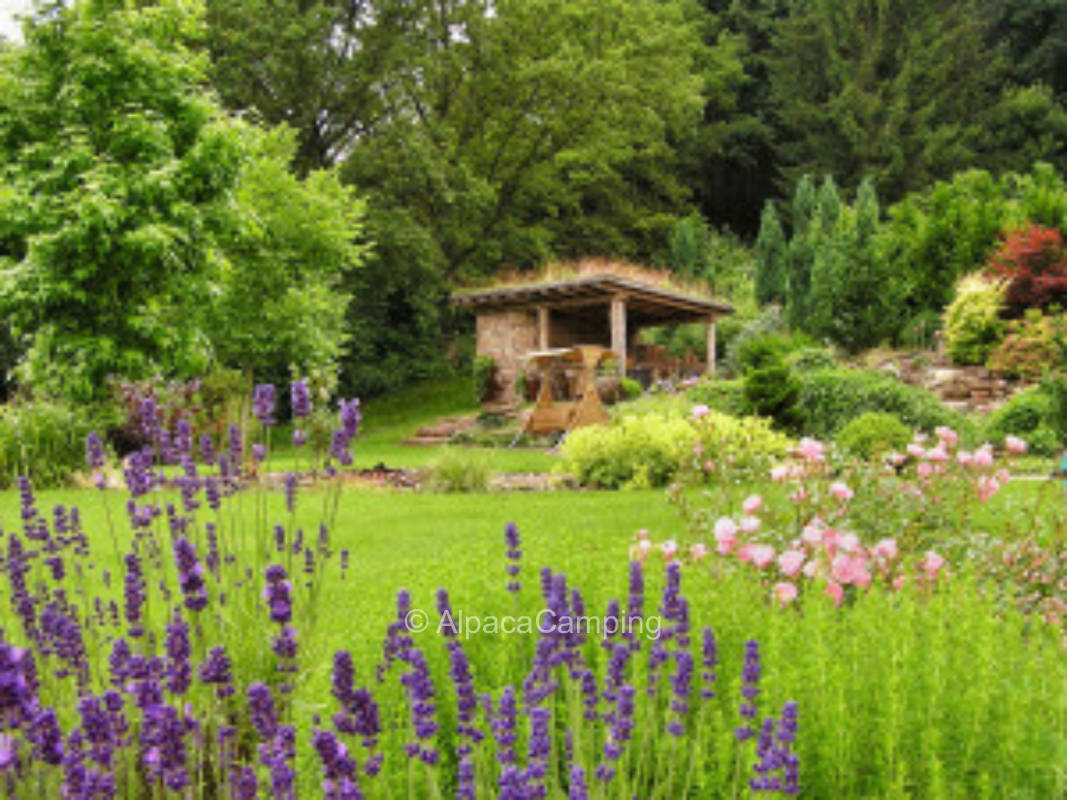 Bei den Weihnachtsbäumen am Waldrand #1