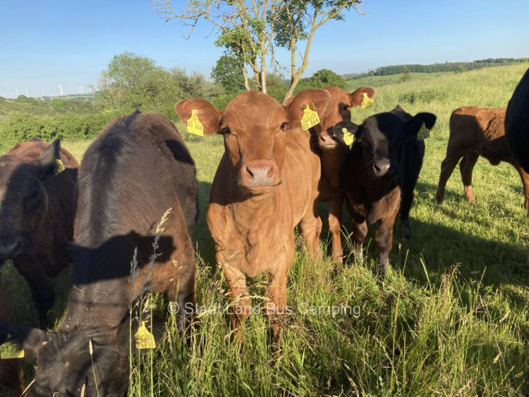 At the wildflower meadow