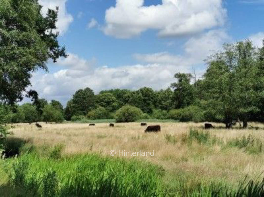 Geheimtipp - Alleinlage am Bach - Lüneburger Heide