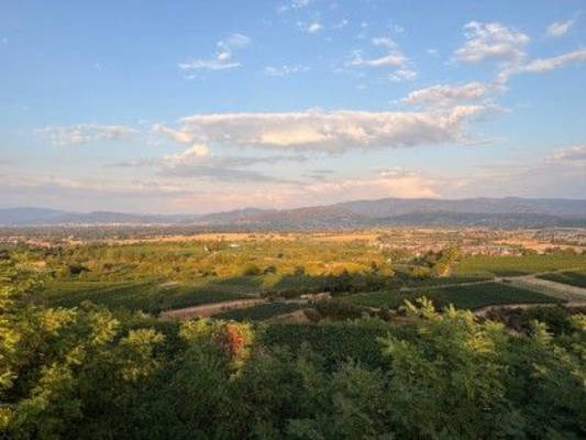Freiburg: Obere Weinberg Terrasse mit Münsterblick