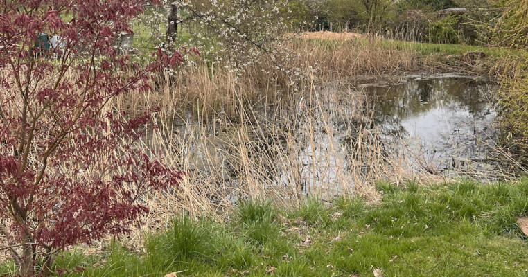 Wiese auf dem Grundstück und auf Pachtfläche