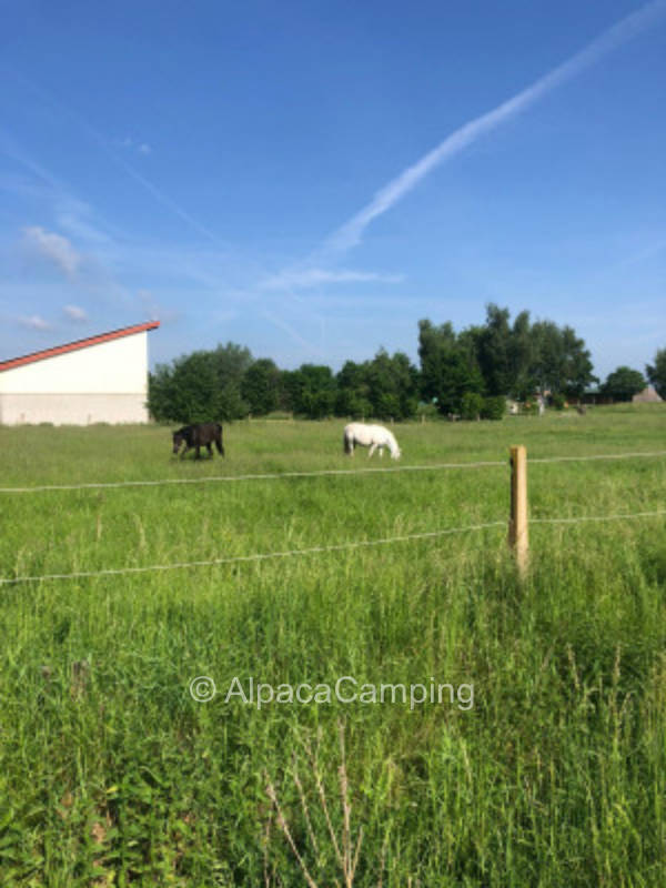 Stellplatz an der Pferdekoppel #2