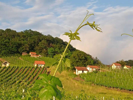Nature experience between forest, wine and meadows (Campspace 2802)