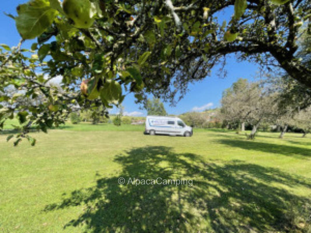 Umgeben von Bäumen auf einer grünen Wiese #1