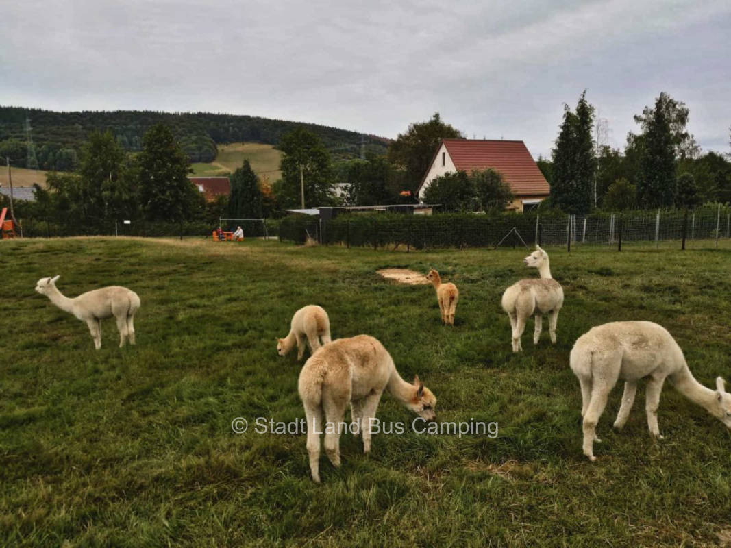 Alpaca farm Jüschke