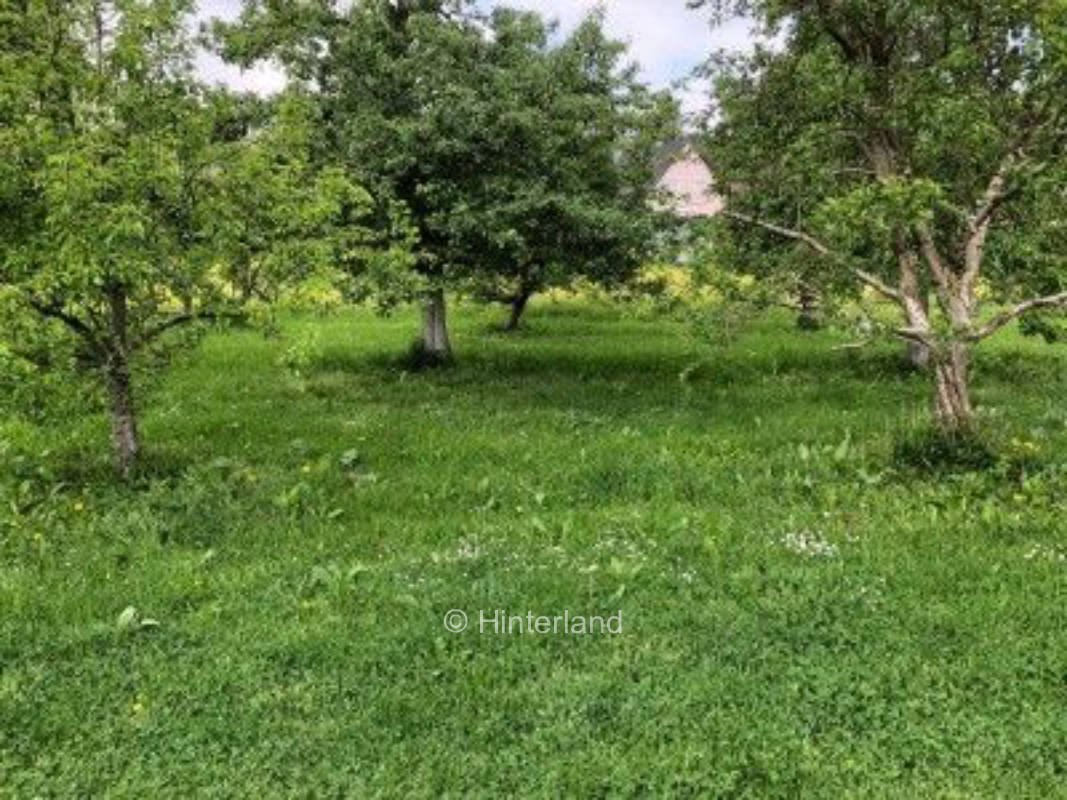 In the orchard next to the tasting room