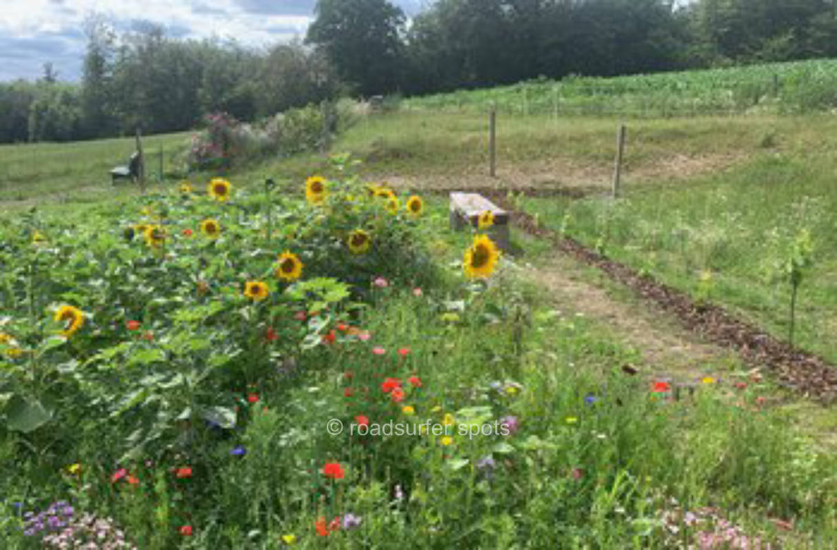 Between flower strips and vine