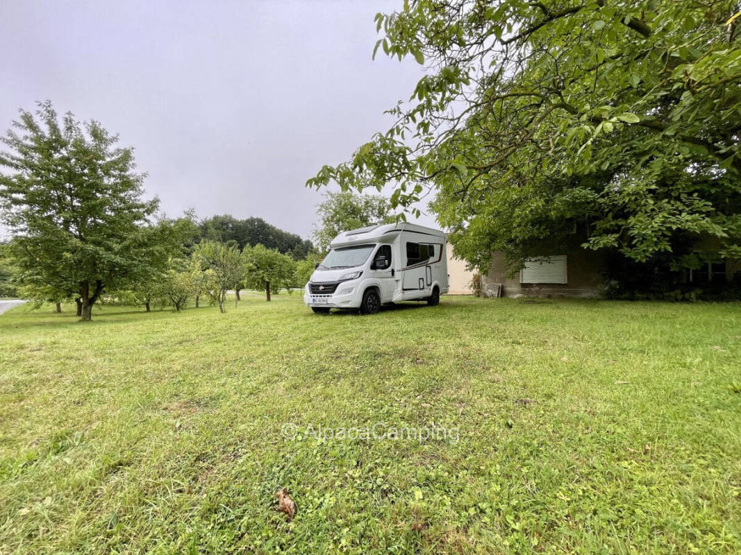 Camping at the alpaca farm #1