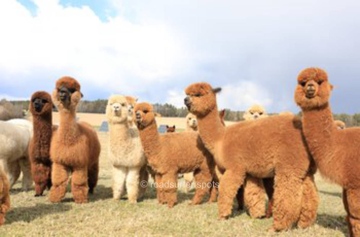 Alpaca pasture with over 100 alpacas