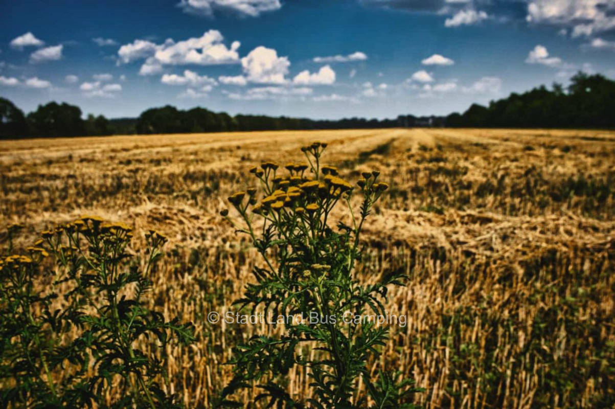 Hof Hasmoor – Malus